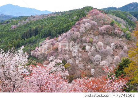[Nara] A landscape of a thousand cherry blossoms at a glance on Mt. Yoshino 75741508