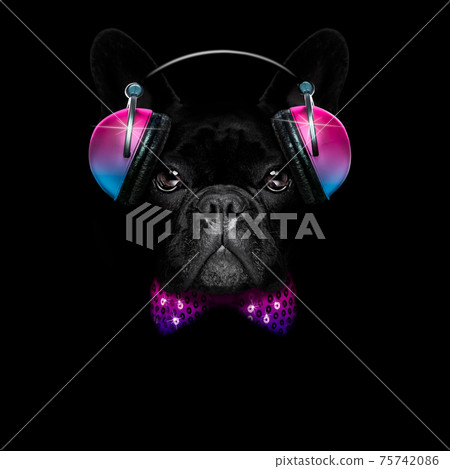 dog listening to music having a party dog listening to music having a party 75742086