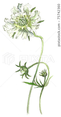 Scabiosa watercolor painting Scabiosa watercolor painting 75742360