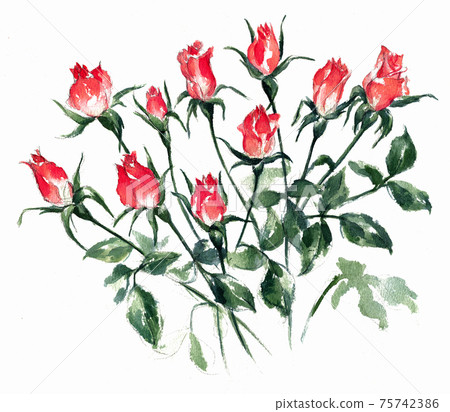 迷你玫瑰水彩 75742386