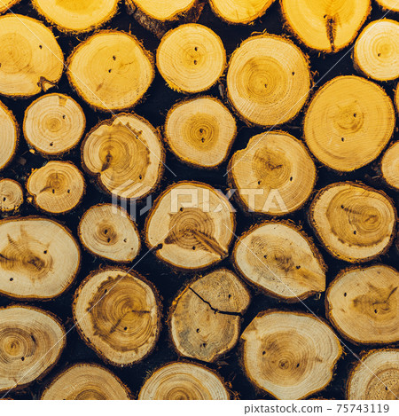 Natural ecological background of cut wooden sawn logs, wood cross section, texture Natural ecological background of cut wooden sawn logs, wood cross section, texture 75743119