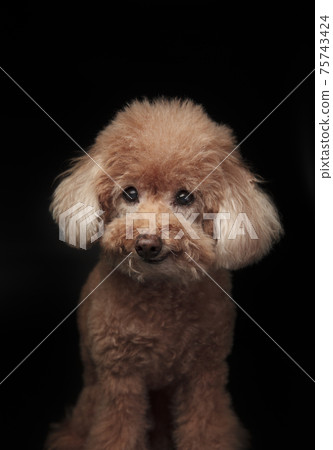 Poodle 75743424