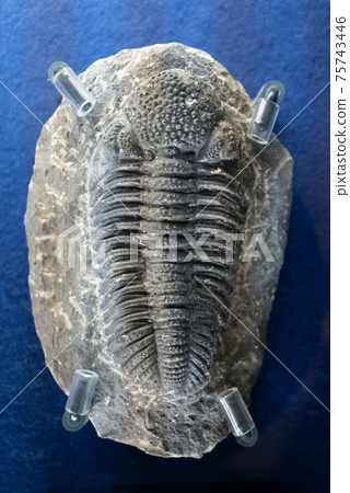Ancient creature trilobite fossil 75743446