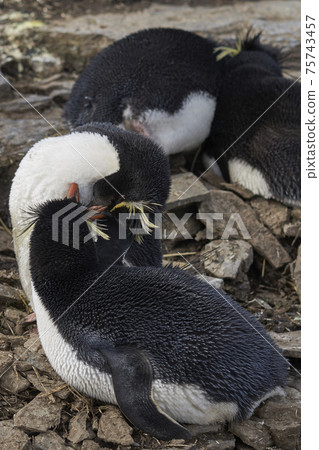 Rockhopper Penguins in the Falkland Islands 75743457