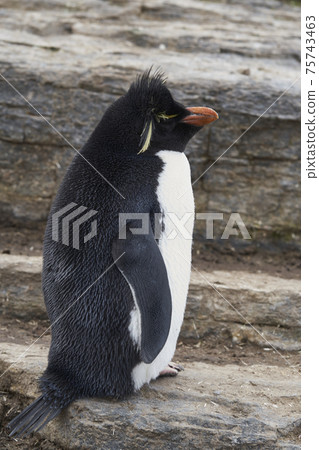 Rockhopper Penguins in the Falkland Islands Rockhopper Penguins in the Falkland Islands 75743463