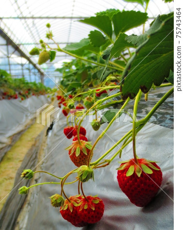 Small strawberry Small strawberry 75743464