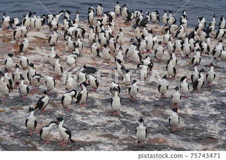 Imperial Shag in the Falkland Islands Imperial Shag in the Falkland Islands 75743471