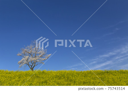 A cherry tree in full bloom and a bank with rape blossoms against the blue sky. Spring image material 75743514