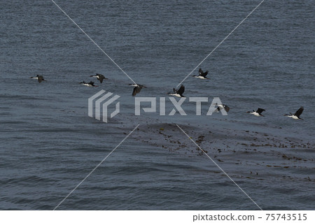King Cormorant flying over the sea 75743515