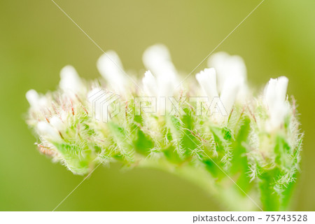 Macro shot of a purple marsh-rosemaries Limoneum, bud flower statice 75743528