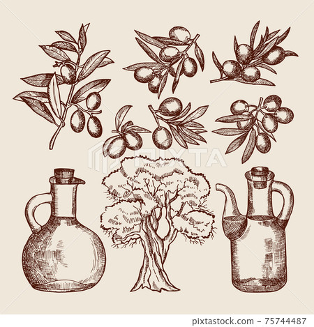 Olive oil in bottling. Olive tree and other hand drawn foods Olive oil in bottling. Olive tree and other hand drawn foods 75744487