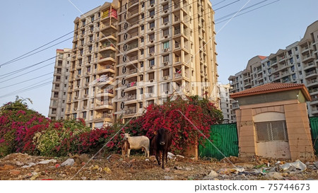 Indian luxury condominiums and cows Indian luxury condominiums and cows 75744673