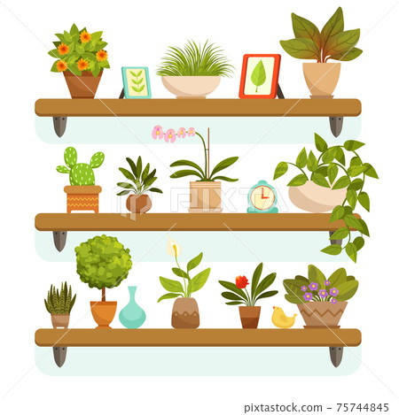 Home plants and decorative flowers in pots, standing on the shelves Home plants and decorative flowers in pots, standing on the shelves 75744845
