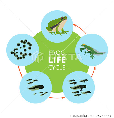 Nature infographic illustrations of frog life cycle. School pictures isolate 75744875