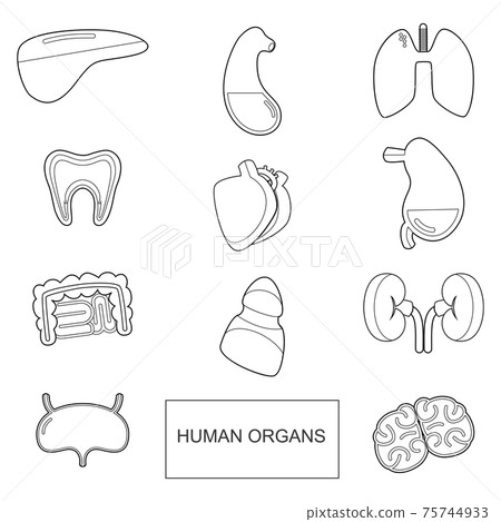 Human organs in outline style. icons set isolate on white background 75744933