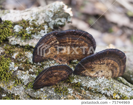 Close up group of Fomitopsis pinicola. Red belt conk or red belted bracket fungus, growing on a dead tree trunk, selective focus 75744969