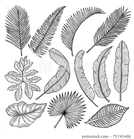Floral hand drawn pictures of tropical leaves. pictures set 75745486