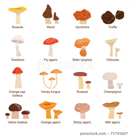 Natural fresh food. Different mushrooms. Truffles slippery chanterelle and others. illustrations in cartoon style Natural fresh food. Different mushrooms. Truffles slippery chanterelle and others. illustrations in cartoon style 75745607