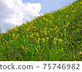 Wild yellow primula flowers blooming on the sunny lawn of steep slope hill 75746982