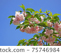 Blooming branch of Almond Trilobate tree in early May on blue sky background 75746984