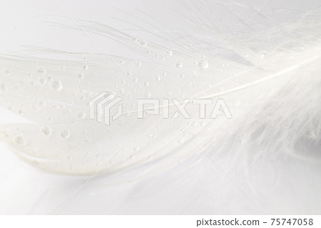 Feather falling. Nature abstract bird feather texture closeup on white background in macro photography. Glamorous sophisticated airy artistic image on soft blurred background. Feather falling. Nature abstract bird feather texture closeup on white background in macro photography. Glamorous sophisticated airy artistic image on soft blurred background. 75747058