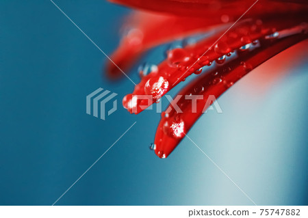 Red daisy flower petals and morning dew drops, floral background and beauty in nature Red daisy flower petals and morning dew drops, floral background and beauty in nature 75747882
