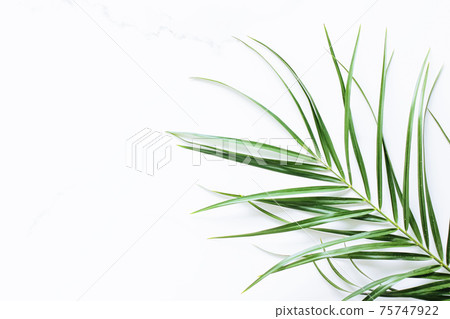 Green exotic leaf on white marble background, luxury branding flat lay and brand identity design for mockup Green exotic leaf on white marble background, luxury branding flat lay and brand identity design for mockup 75747922
