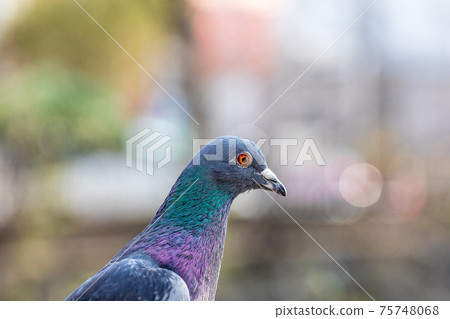 Pigeon's eyes Pigeon's eyes 75748068
