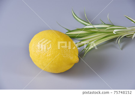 檸檬含大量維生素C 檸檬含大量維生素C 75748152