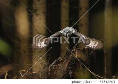 Bird in flight. Great Grey Owl, Strix nebulosa, flying in the dark forest, Wildlife. Bird in flight. Great Grey Owl, Strix nebulosa, flying in the dark forest, Wildlife. 75748203