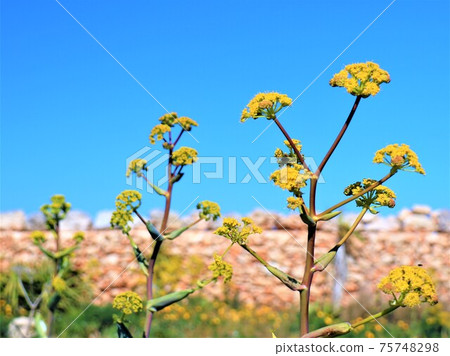 多年生植物，在藍天中發光的Kibananogoriso 75748298