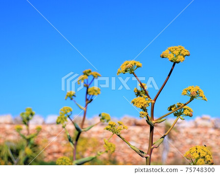 Perennial plant, Kibananogoriso that shines in the blue sky 75748300