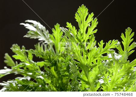 特寫花環菊花 75748468