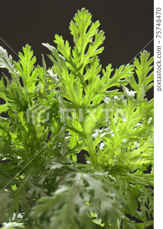 特寫花環菊花 75748470