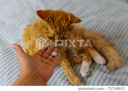 Ginger cat getting a pill from female hand. Concept of taking medicines or vitamins for animals, veterinary medicine, pet care Ginger cat getting a pill from female hand. Concept of taking medicines or vitamins for animals, veterinary medicine, pet care 75748651