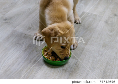 Small cute labrador retriever puppy dog eating his food from green bowl on a floor Small cute labrador retriever puppy dog eating his food from green bowl on a floor 75748656