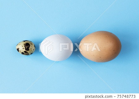Three type of different birds eggs isolated on blue paper background. Various size and kind choice concept. Quail, egg and turkey eggs nutrients comparison. Segregation and equlty 75748773
