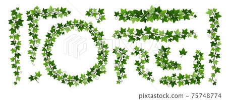 Green climbing ivy creeper branches isolated on white background. Hedera vine frames and borders, botanical design element. Vector illustration of hanging or wall creeping ivy plants 75748774