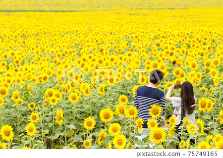 “北海道”北流向日葵村 75749165