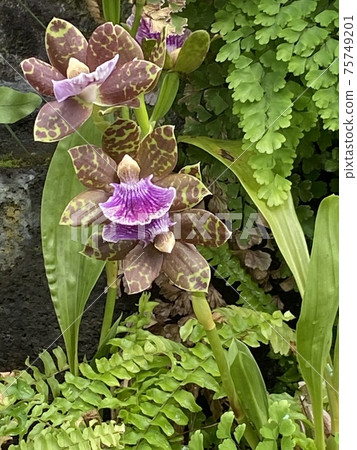 Jigobetaram Run 75749201