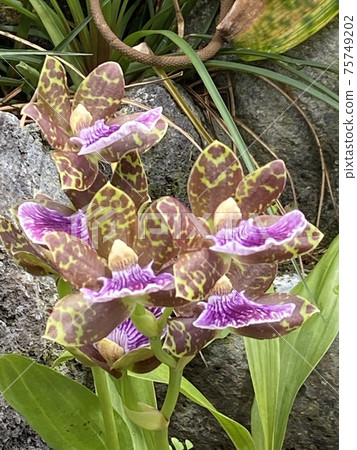 Jigobetaram Run Jigobetaram Run 75749202