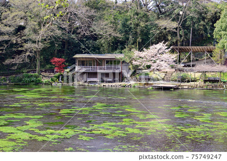 清澈的溪流，春季的秋田河 75749247