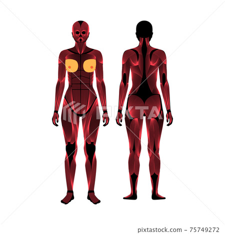 Human muscular system 75749272