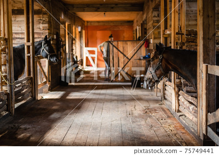 The stable girl came to the stable to feed the horses, they are waiting The stable girl came to the stable to feed the horses, they are waiting 75749441