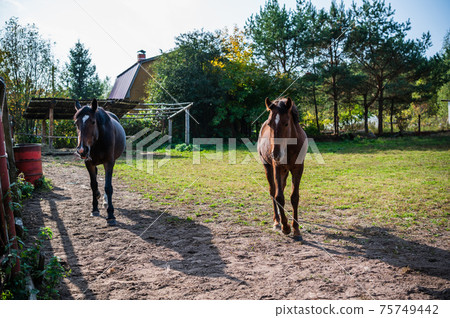 Horses graze in the back yard of the farm on an autumn day Horses graze in the back yard of the farm on an autumn day 75749442