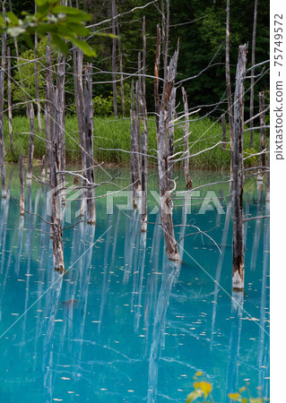 美瑛鎮,一個藍色的池塘,在水面上反射著老樹 美瑛鎮,一個藍色的池塘,在水面上反射著老樹 75749572