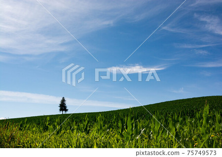 Pine tree standing in a green cornfield 75749573