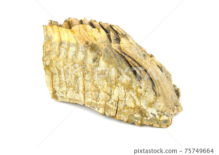 Mammoth tooth isolated on white. Mammoth tooth isolated on white. 75749664