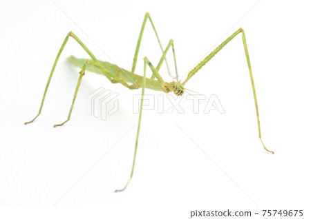 Walking Stick Insect. Walking Stick Insect. 75749675