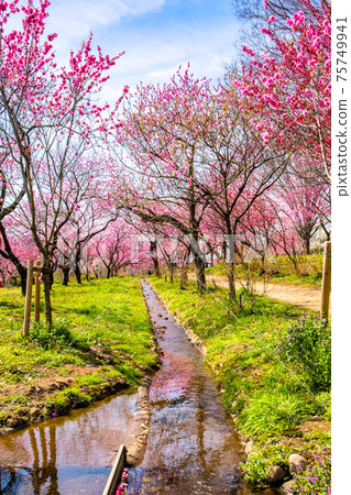 hanamomo様 Hanamomo and Ogawa (vertical) - Stock Photo [75749941] - PIXTA